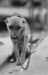 Archived animal rights image